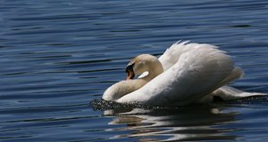 comp_da rauscht er dahin.jpg comp_da rauscht er dahin.jpg