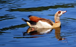 comp_DSC00131_3.jpg comp_DSC00131_3.jpg