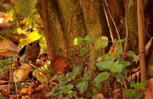 Buntspechte 500 kbBuntspecht 1.jpg