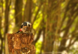 Buntspechte 500 kbBuntspecht 026 2.jpg