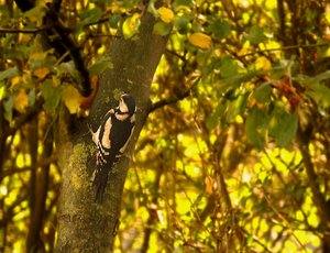 Buntspechte 500 kbBuntspecht 3.jpg