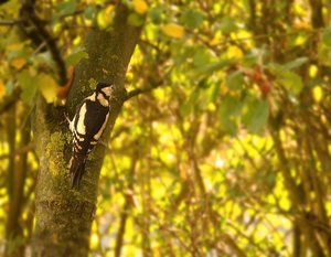 Buntspechte 500 kbBuntspecht 4.jpg