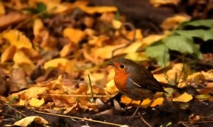 RotkehlchenRotkehlchen 1.jpg