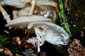 Buchenschleimrübling klein.jpg