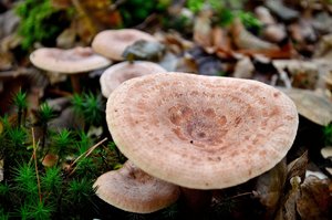 Kiefernreizker klein.jpg