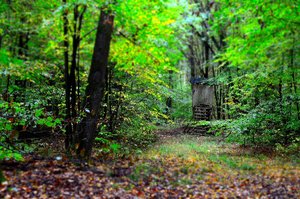 Hochsitz mitten im Wald Klein.jpg