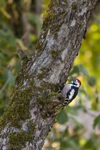 DAN_4499 (Medium).jpg