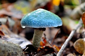 Grünspan Träuschling Klein.jpg