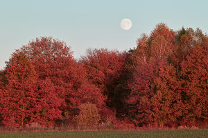 2012_10_28_SD15_135mm_Golzow_Mondaufgang_0063_16C_6M_1200x800pix.jpg 2012_10_28_SD15_135mm_Golzow_Mondaufgang_0063_16C_6M_1200x800pix.jpg