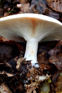 Nebelkappe lamellen.JPG