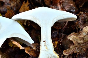 Nebelkappe schnitt.JPG