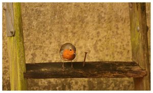 Piepmätze 500 kbPiepmätze 078 Rotkehlchen 1.jpg