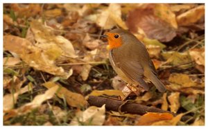 Piepmätze 500 kbPiepmätze 106 Rotkehlchen 3.jpg