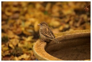 Piepmätze 500 kbPiepmätze 135 Spatz 1.jpg