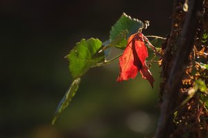 Herbstlaub 500 kbPiepmätze 015.jpg