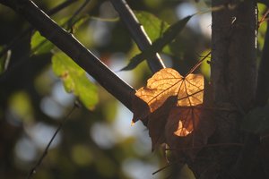 Herbstlaub 500 kbPiepmätze 033.jpg