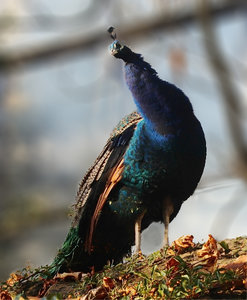 Pfau1b.jpg