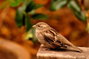 Spatzen 500 kbSpatzen 148 1.jpg