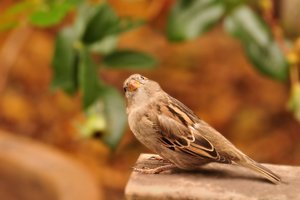 Spatzen 500 kbSpatzen 143 2.jpg