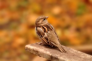 Spatzen 500 kbSpatzen 124 3.jpg