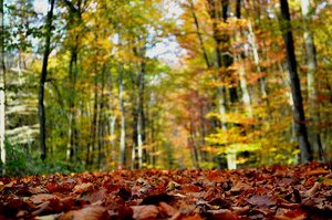 Das Herbslaub.jpg Das Herbslaub.jpg