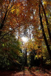 Totales Gegenlicht.jpg Totales Gegenlicht.jpg