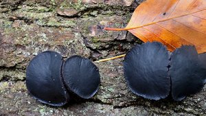 Abgestutzter Drüsling.jpg