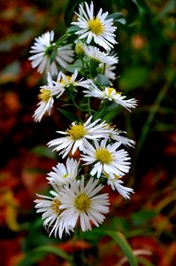 Die letzte Blüte.jpg