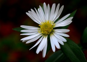 Die letzte Blüte2.jpg