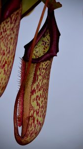 Fleischfressende.jpg Fleischfressende.jpg