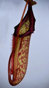 Fleischfressende.JPG Fleischfressende.JPG