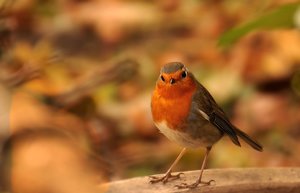 Rotkehlchen 4 und 5  270 kbRotkehlchen3 041 streng guckend.jpg