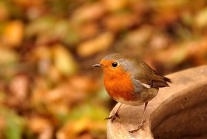 Rotkehlchen 4 und 5  270 kbRorkehlchen wieder niedlich.jpg