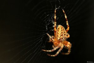 Spinne01_190712.JPG
