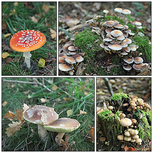 Pilz-Collage.jpg