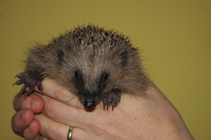 12_11_10_astrid 008.JPG