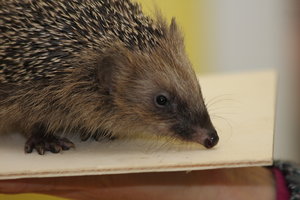 12_11_10_astrid 016.JPG