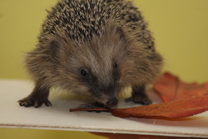 12_11_10_astrid 017.JPG