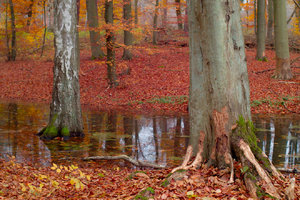 35er_Flekki_Bl5k6_5sec_SD15_0003_1M_7Y.jpg 35er_Flekki_Bl5k6_5sec_SD15_0003_1M_7Y.jpg