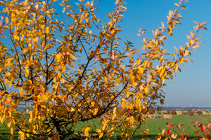 2012_11_13_SD15_Naundorf_Baum_im_Wind_0013_7C_3M_1200x800pix.jpg