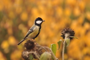 Meise auf ausgeblühter Sonnenblume.jpg
