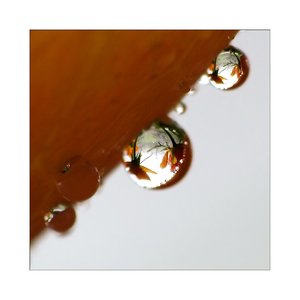 rose tropfen 689.jpg