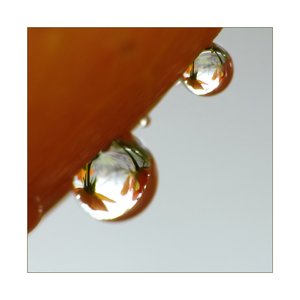 rose tropfen 703.jpg