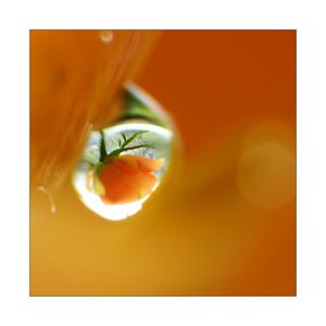 rose tropfen 721.jpg