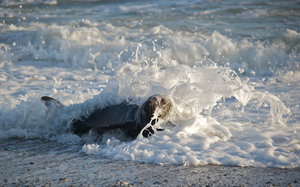 Schaumschläger 824.JPG