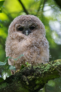 20120511_200Waldkauzjunges2 936.JPG