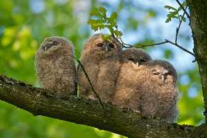 Waldkauzquartett2 939.JPG