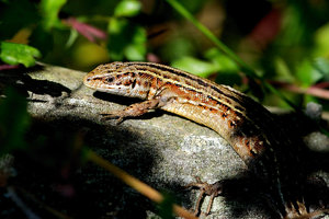 20120725_365Waldeidechse 979.JPG