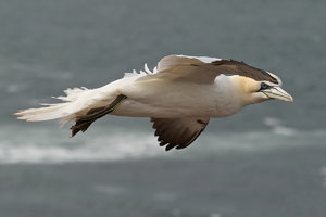 Basstölpel7 955 (1).JPG