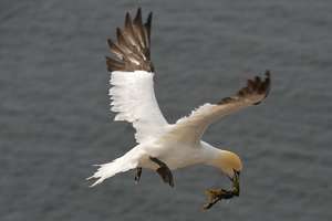 Basstölpel5 954.JPG